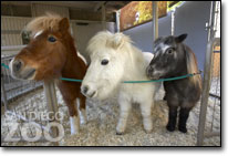 mini_horses_3.jpg